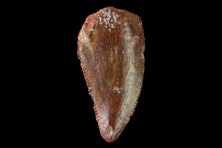 Serrated, Raptor Tooth - Real Dinosaur Tooth #159017